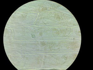Копия ПЛАН 60х0.85 ЛМ + WF10х 23.JPG