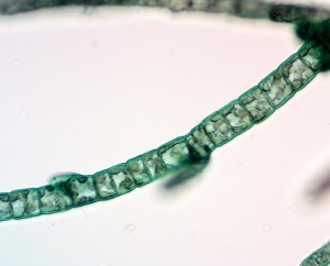 40x0.60 лм9.JPG