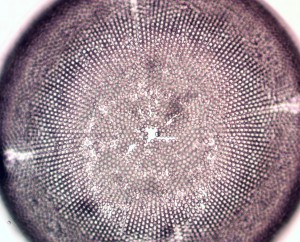 40x0.60 лм5.JPG
