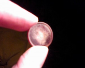 IMG0627A.jpg