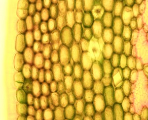 40x1.00 multi imm wat лм6.JPG