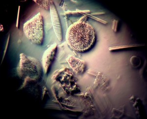 40x1.0 мульти имм. вода косое лм.JPG