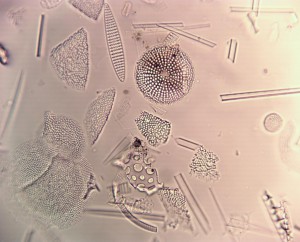 40x1.0 мульти имм. вода прямое лм.JPG