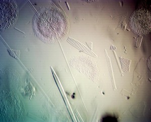 40x0.7 косое осв лм3.JPG