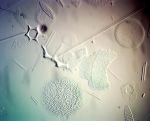 40x0.7 косое осв лм2.JPG