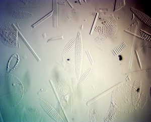 40x0.7 косое осв лм.JPG