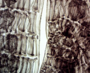 20x0.65 лм11.JPG