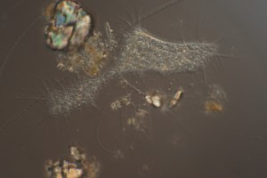 Heliozoa.JPG