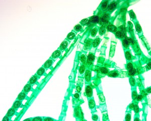 10x0.40 planFluor лм.JPG