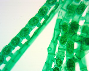 20x0.80 S-Fluor лм.JPG