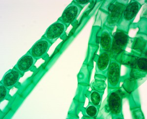 20x0.60 planFluor кит.JPG