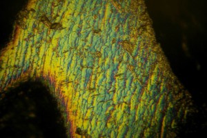 Resize of PZO_DIC_otrag.JPG