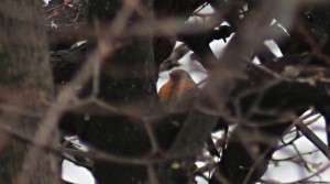 IMG_7204zor2.jpg