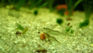 IMG_7238zzz.jpg
