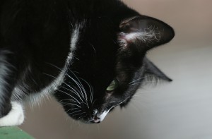 IMG_7286zzz.jpg