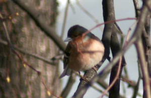 IMG_7261zzz.jpg