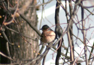 IMG_7260zzz.jpg