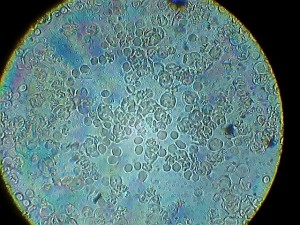KMP-WDM[(121590)2016-03-05-20-42-29].JPG