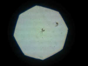 18032016044.JPG