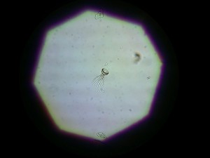 18032016045.JPG