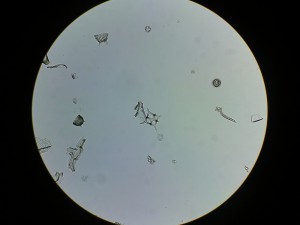 Копия 18032016028.JPG