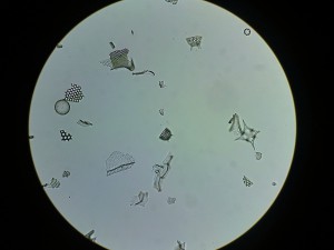 Копия 18032016029.JPG