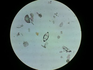 Копия 18032016031.JPG