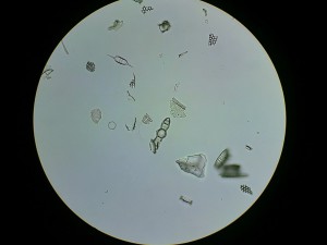 Копия 18032016032.JPG