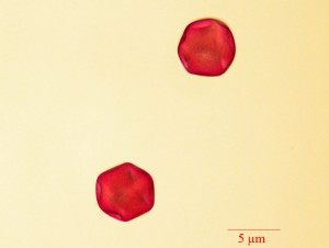 Pollen_Thelocactus.jpg