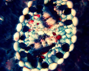 20x0.70 2.JPG