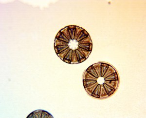 20x0.70 4.JPG