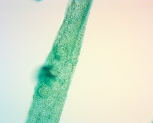 20x0.80 3.JPG