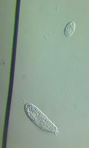 27052016257.JPG