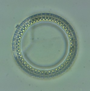 Копия 30052016275.JPG