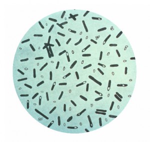 Clostridium_botulinum.jpg