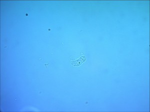 x_8fd4245f.jpg