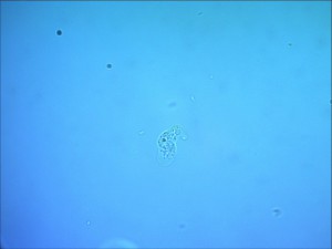 x_fe30638e.jpg