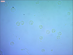 x_695e5d03.jpg