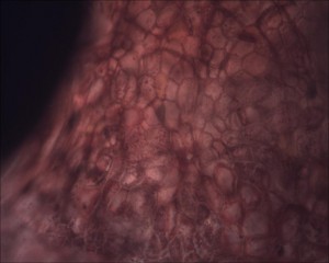 11-05-29_021419_M=B_R=8_S=4.jpg
