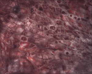11-05-29_021530_M=B_R=8_S=4.jpg