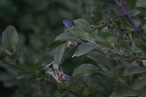 IMG_7993z.jpg