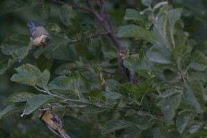 IMG_7995z.jpg