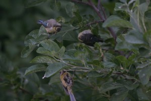 IMG_7994z.jpg