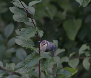 IMG_7971z.jpg