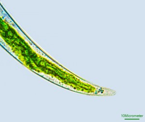 Closterium.jpg