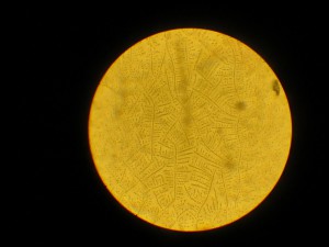 IMG_5905.JPG