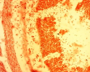 20х0.65 лм 2.JPG