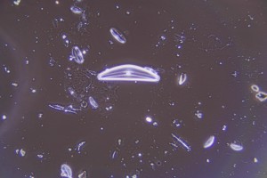 PHA_20x.JPG