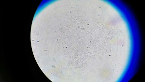 IMG_20161204_033118.JPG