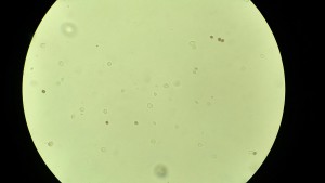 IMG_20161203_194824.JPG